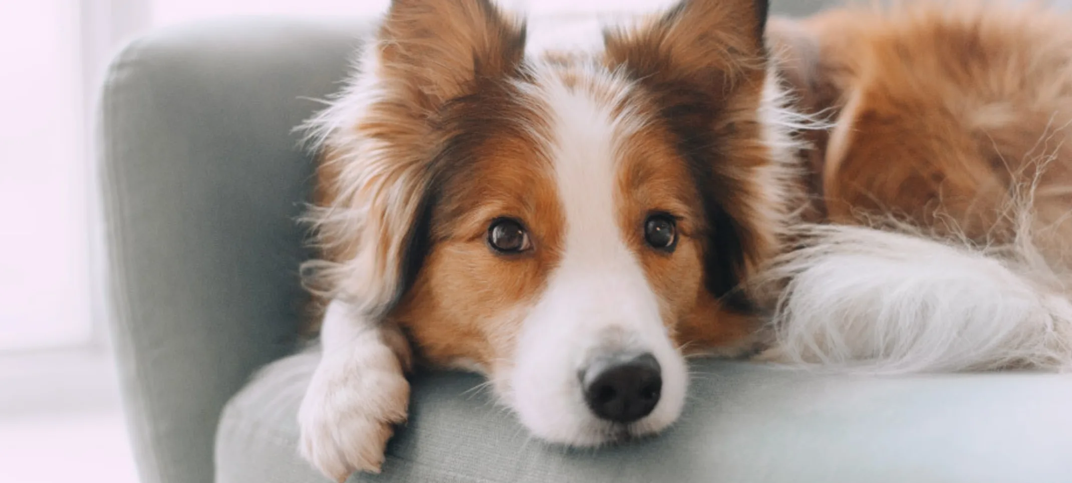 Dog on couch